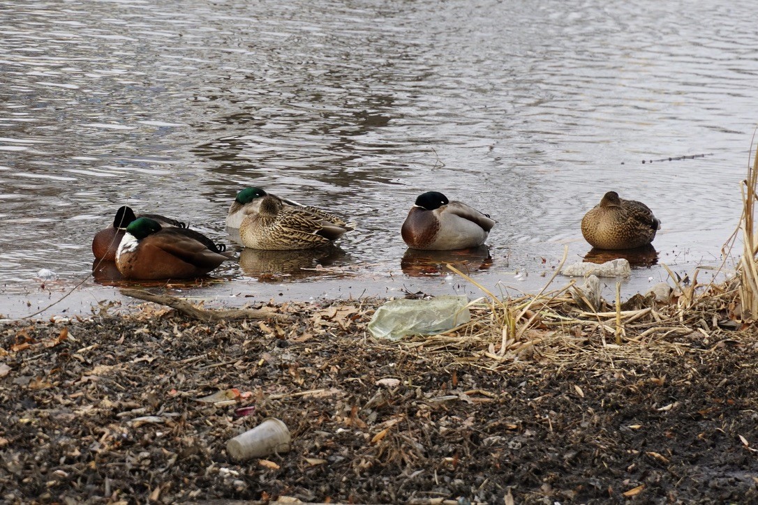 雑種 マガモ ｘ アメリカガモ - ML647248797