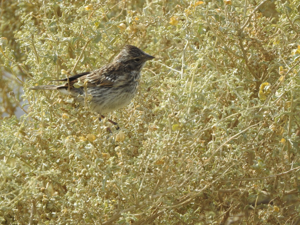 Mourning Sierra Finch - ML647248813