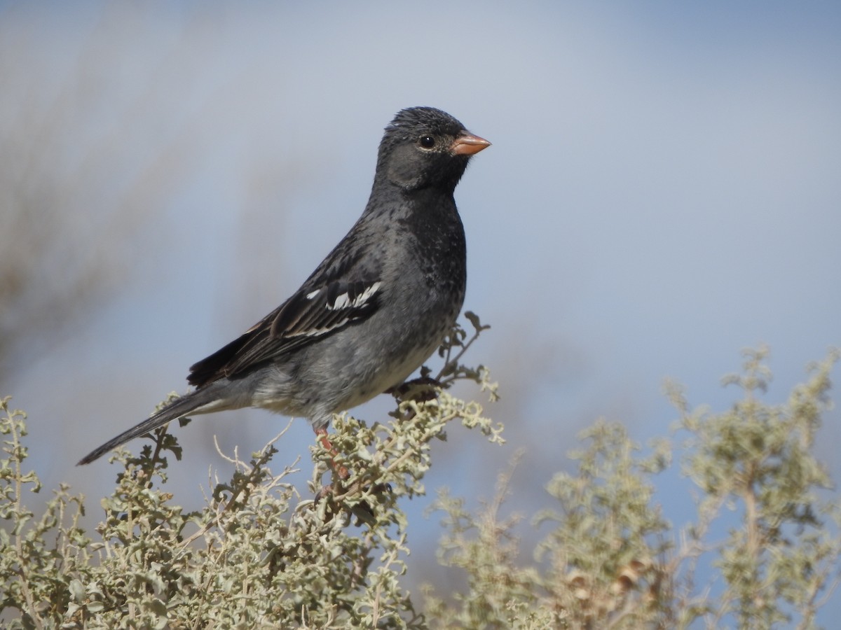Mourning Sierra Finch - ML647248833