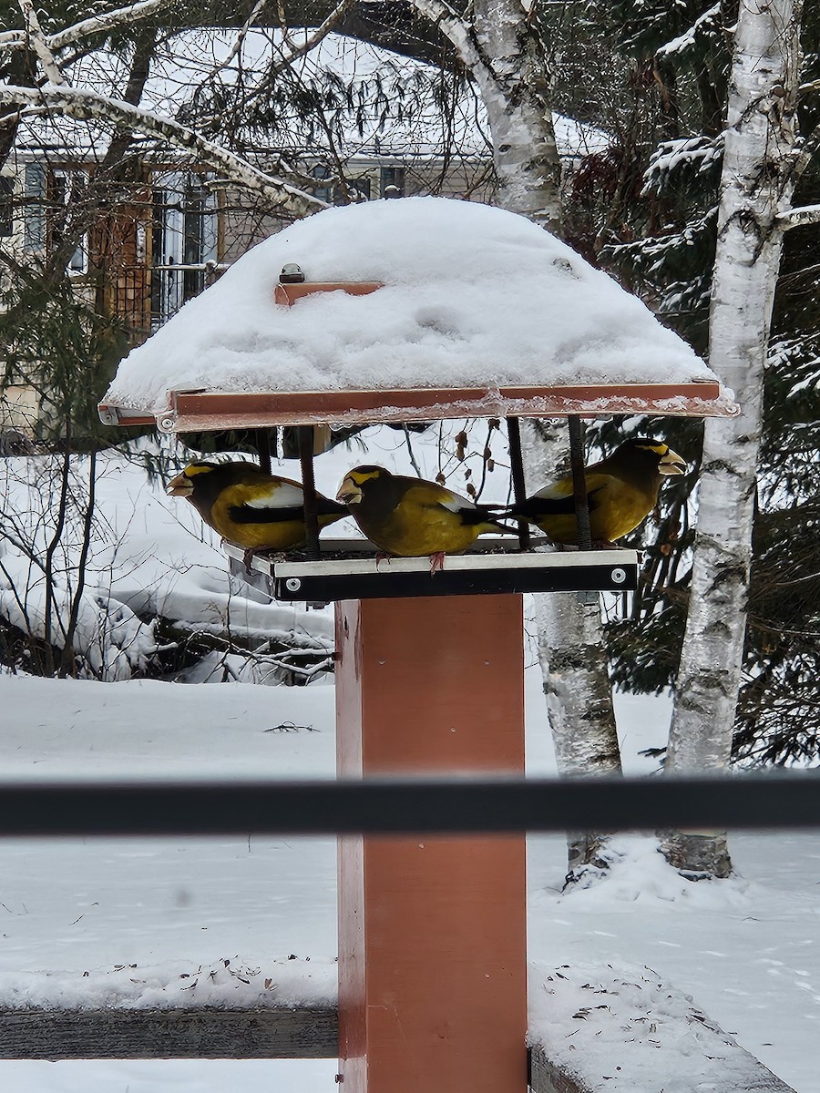 キビタイシメ - ML647248841