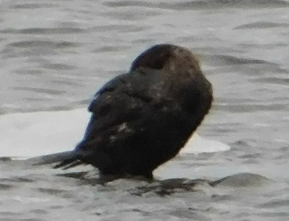 ミミヒメウ - ML647248843