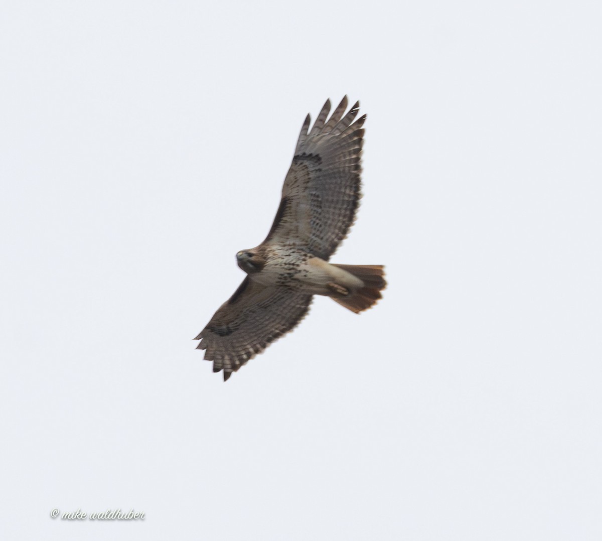 Red-tailed Hawk - ML647248846