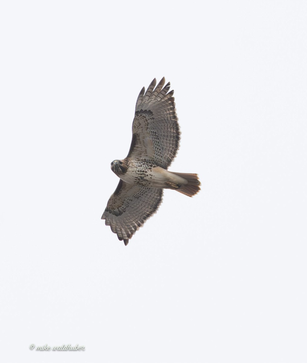 Red-tailed Hawk - ML647248847