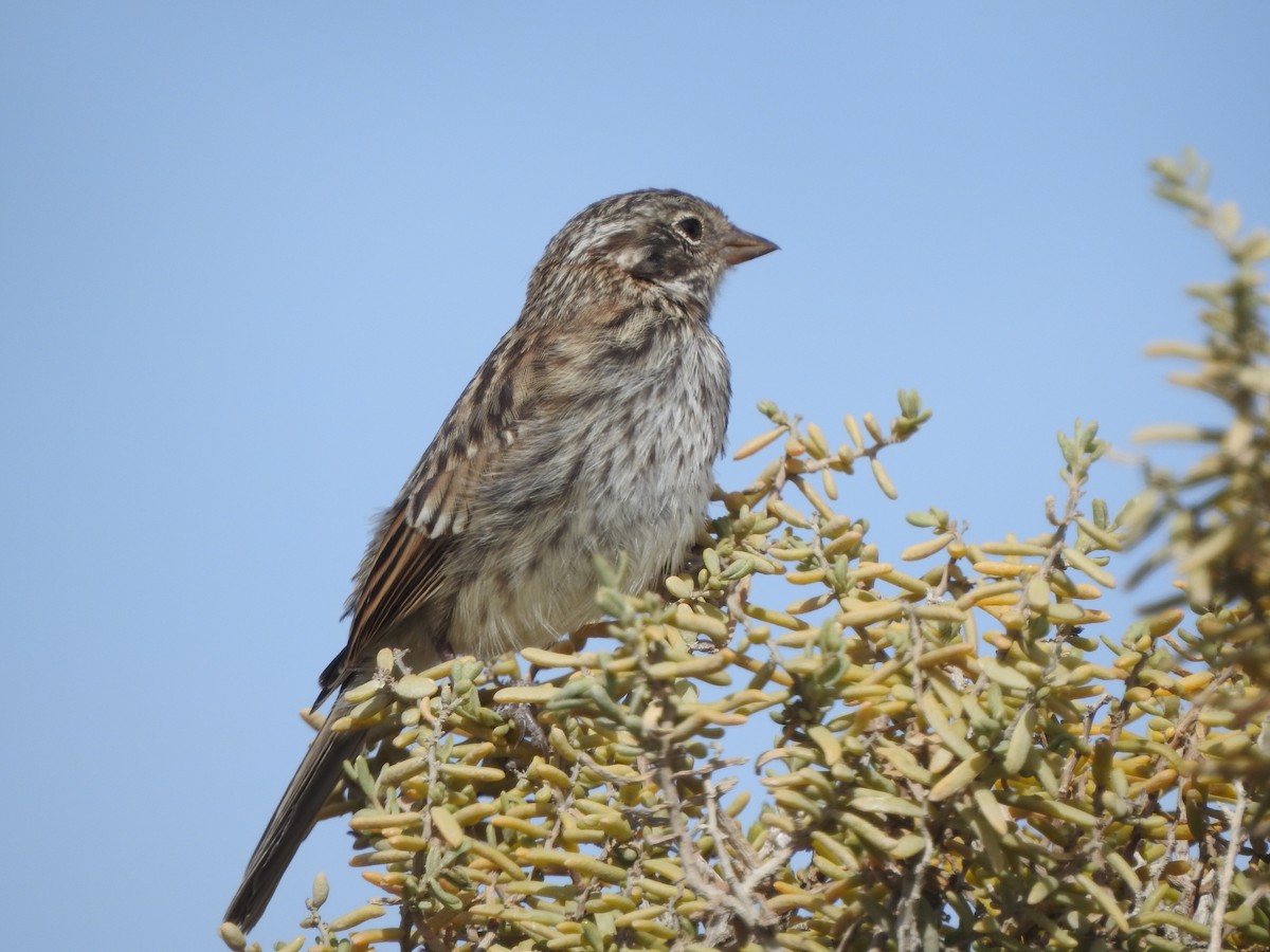Mourning Sierra Finch - ML647248852