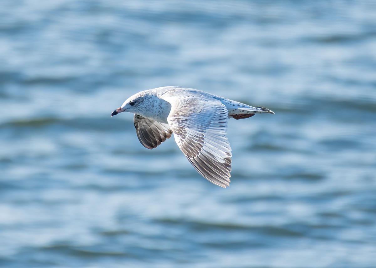 Мартин делаверський - ML647248855