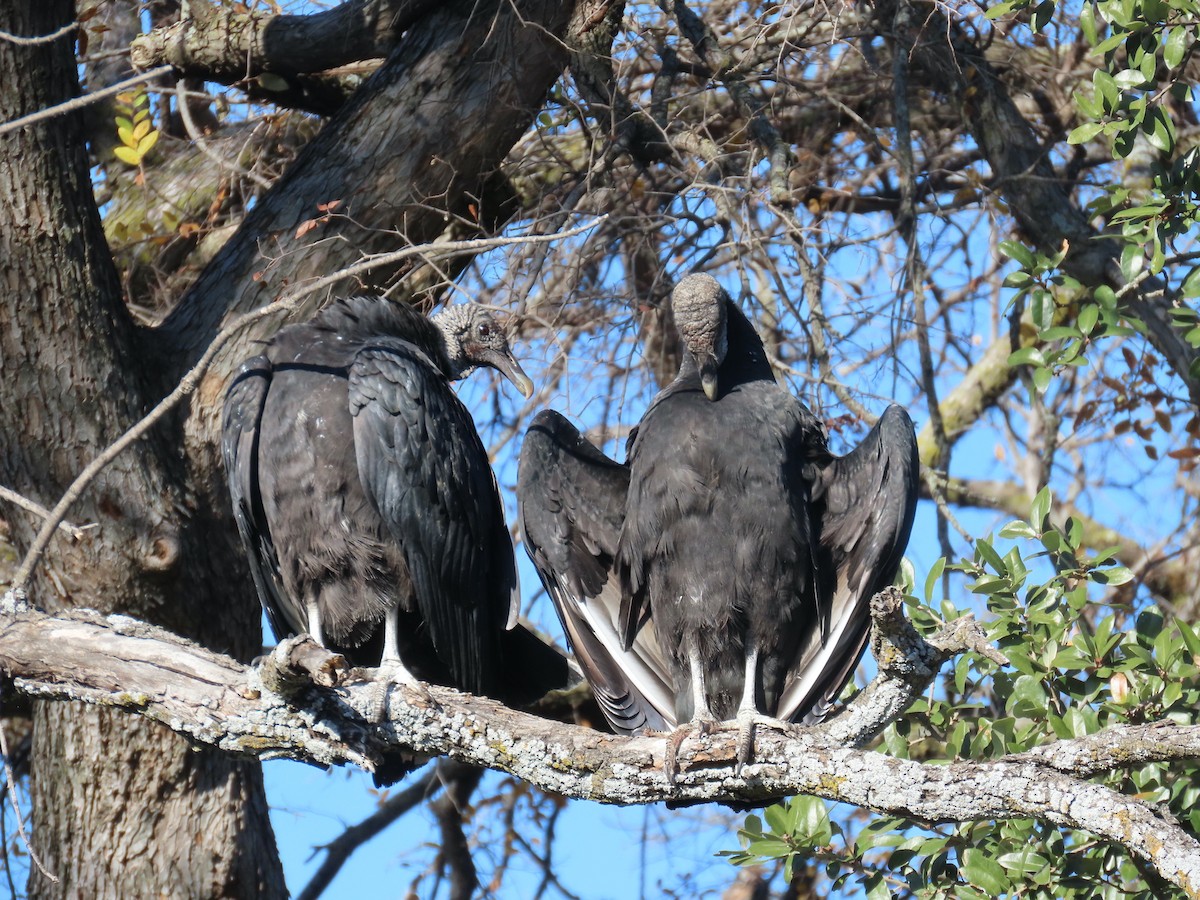 Black Vulture - ML647248864