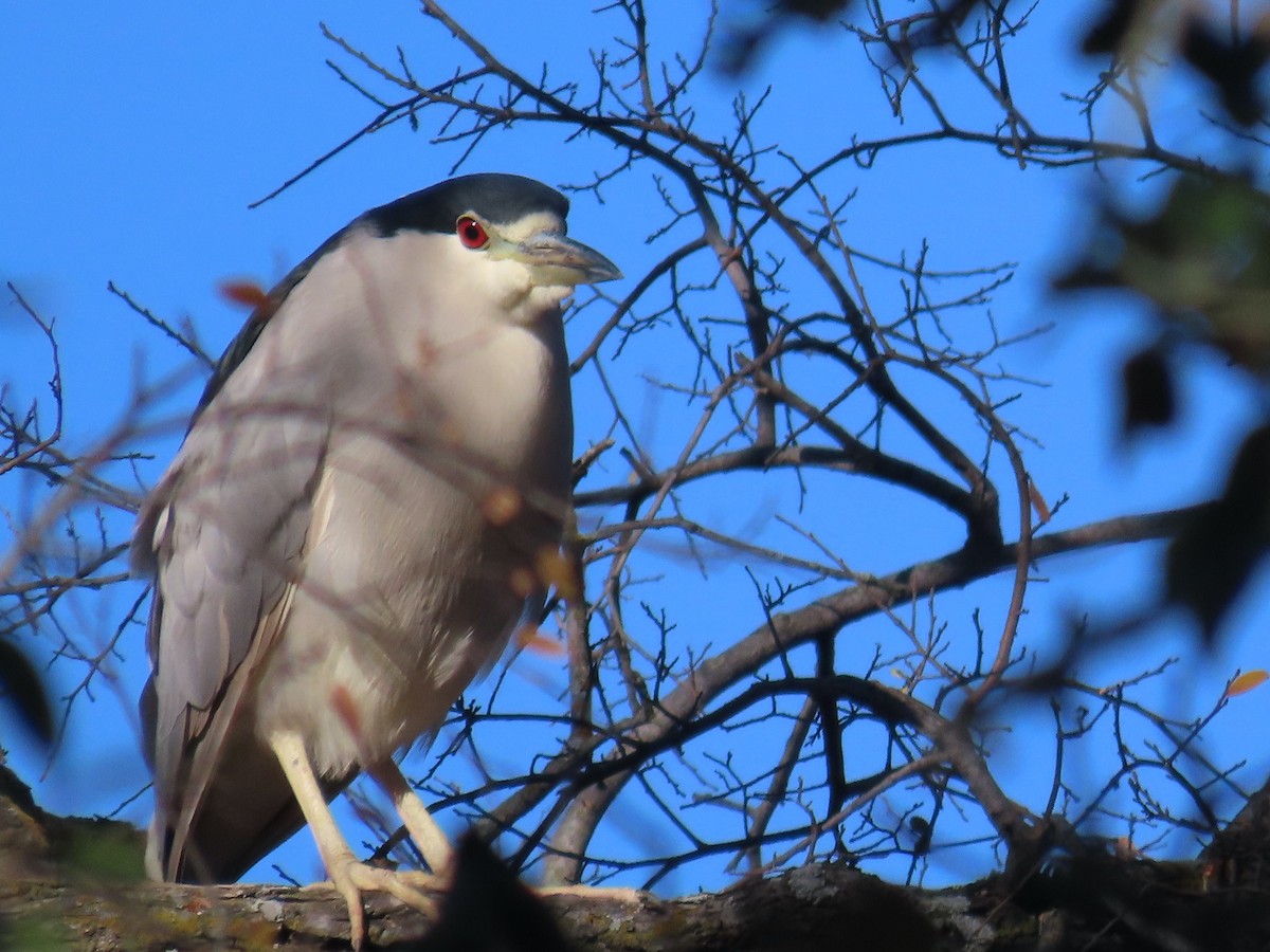 Black-crowned Night Heron - ML647248870