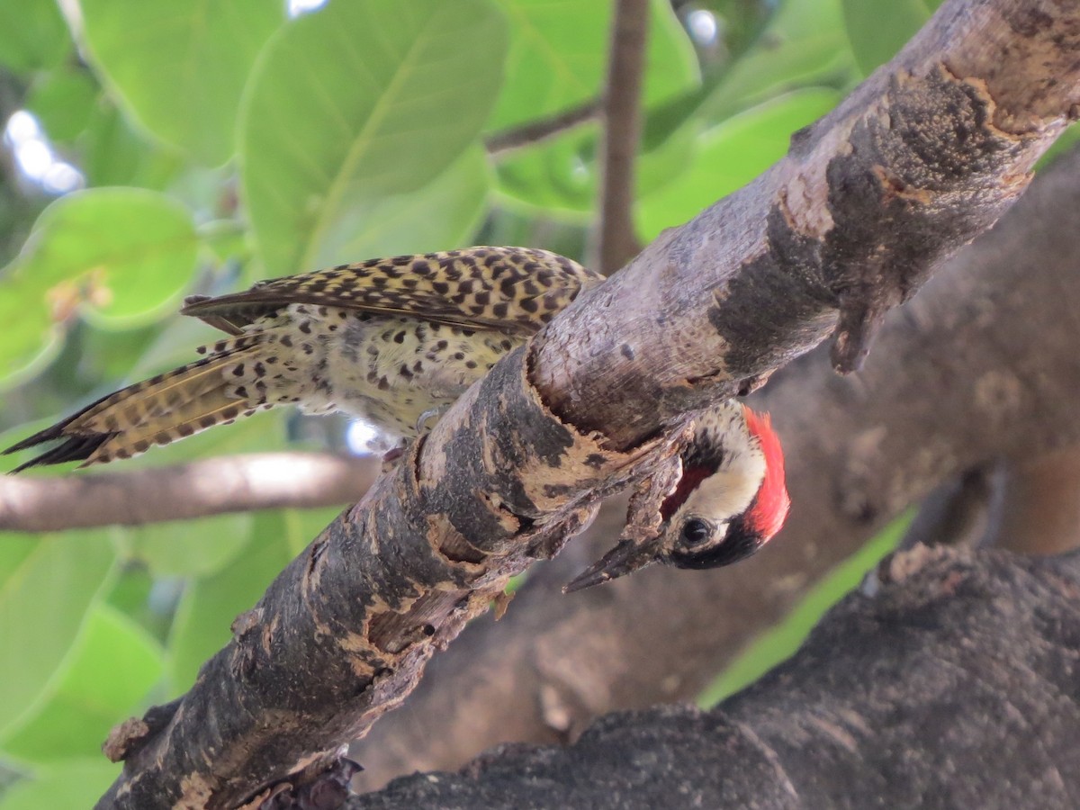 Декол плямистоволий - ML647248872