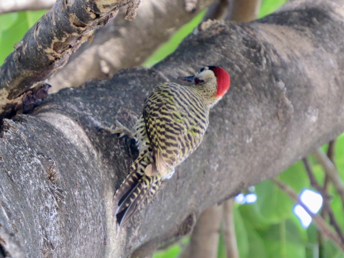 Декол плямистоволий - ML647248873