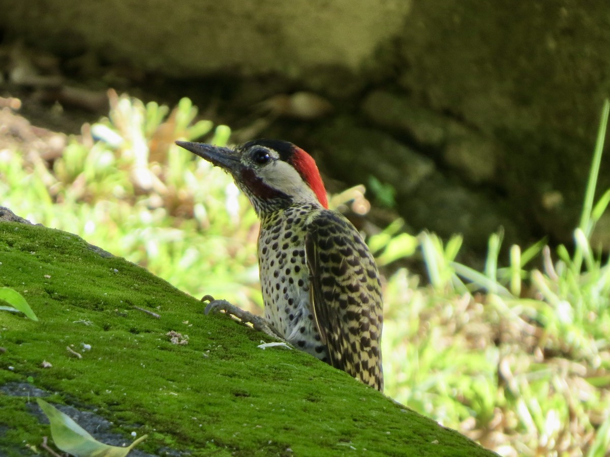 Декол плямистоволий - ML647248874