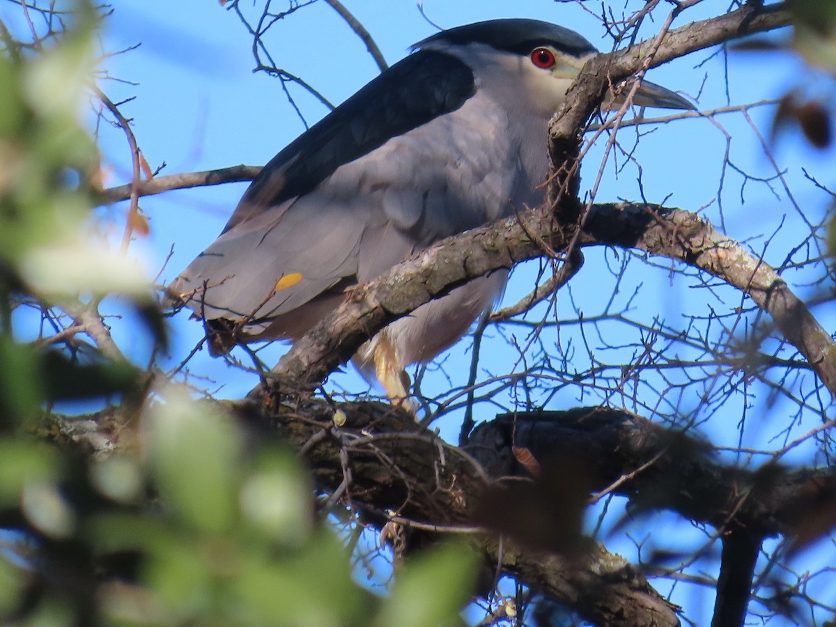 Black-crowned Night Heron - ML647248875