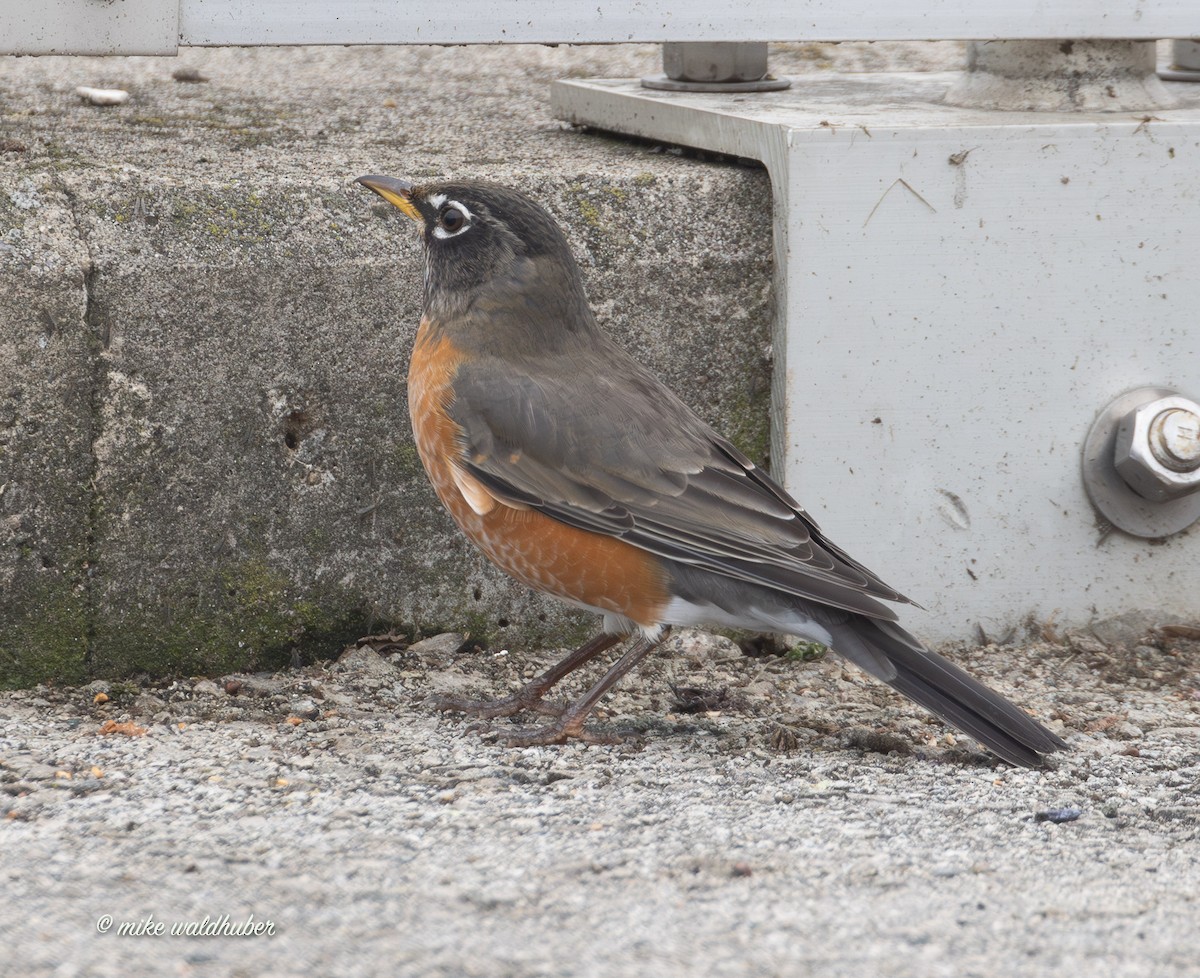 קיכלי נודד - ML647248878