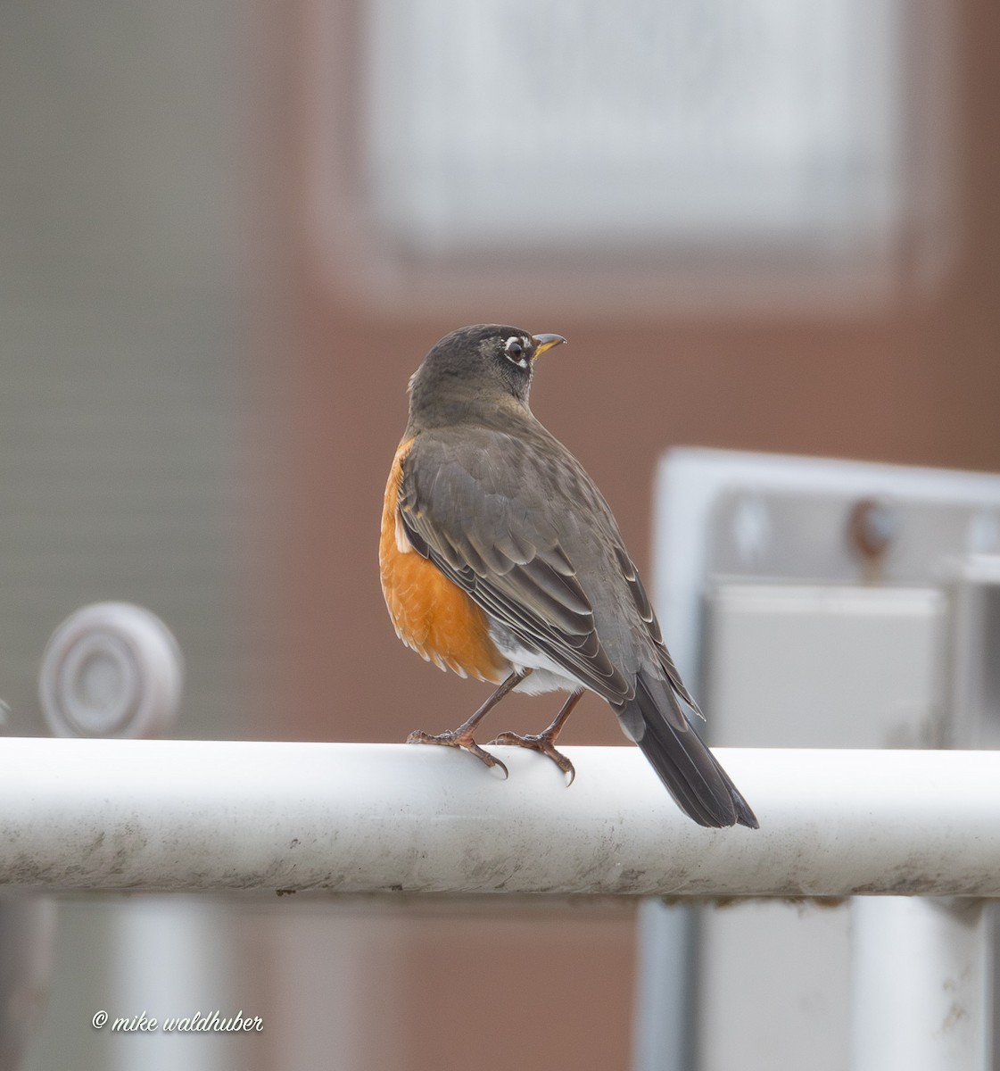 קיכלי נודד - ML647248879