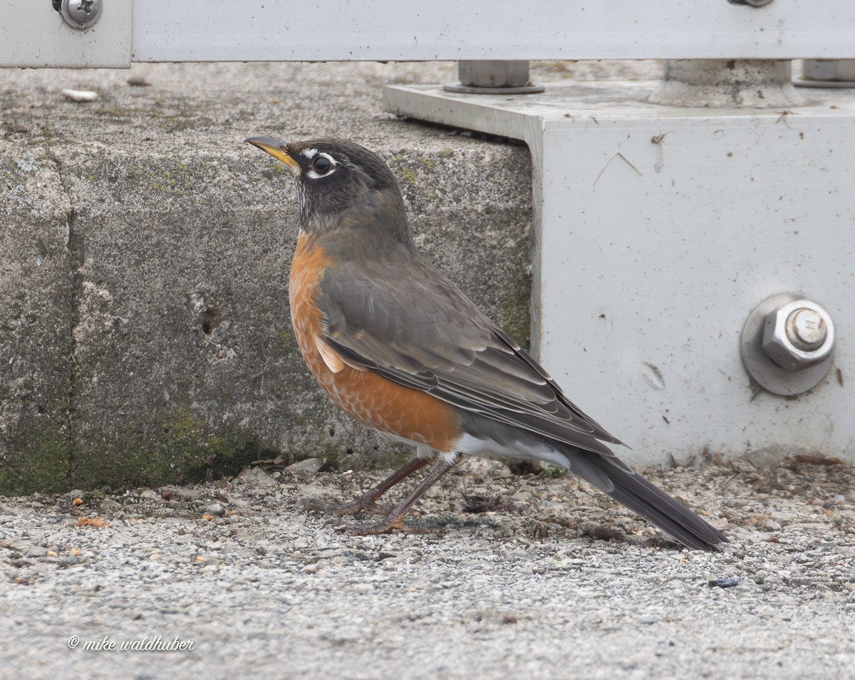 קיכלי נודד - ML647248880