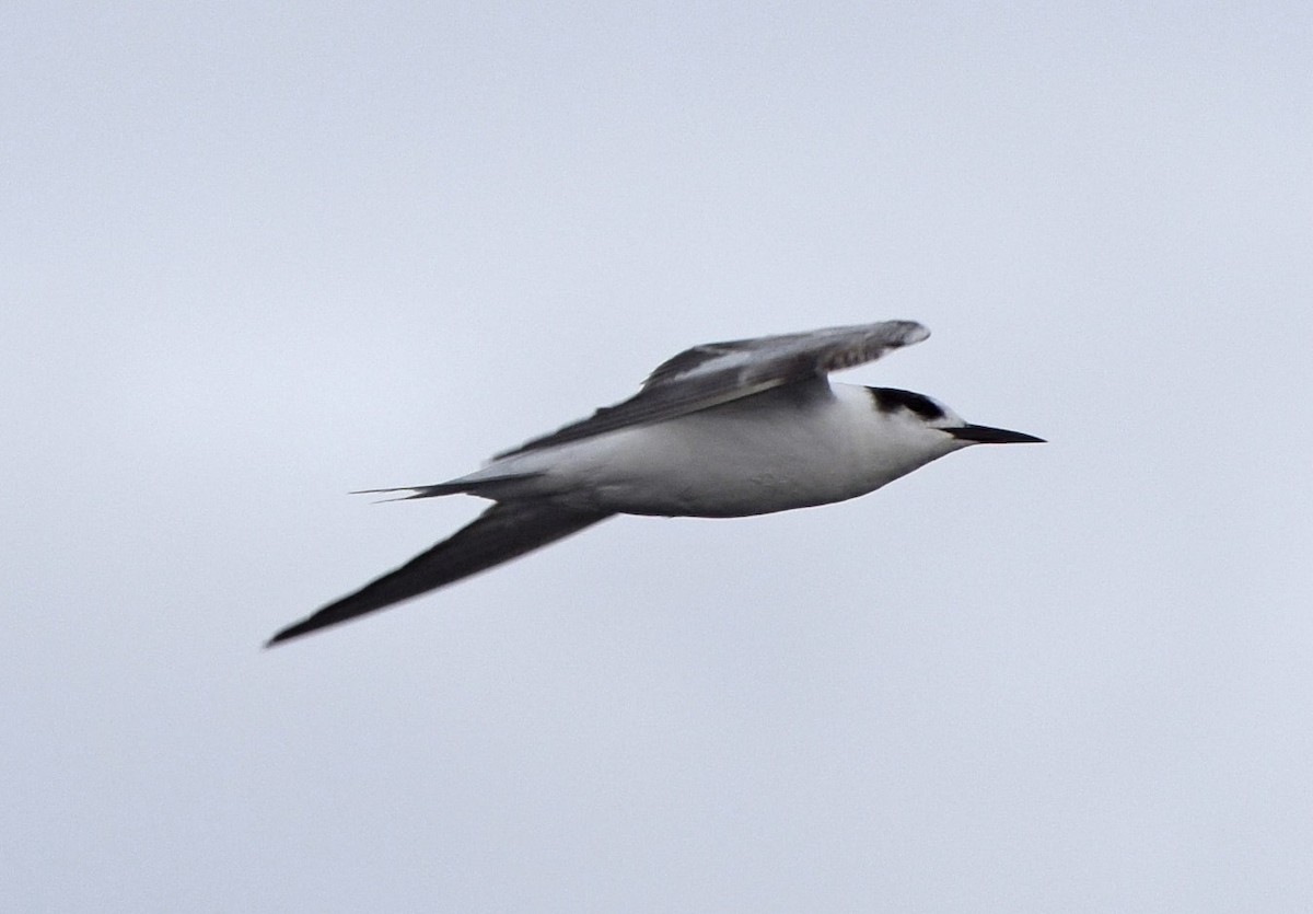 Common Tern - ML647248886