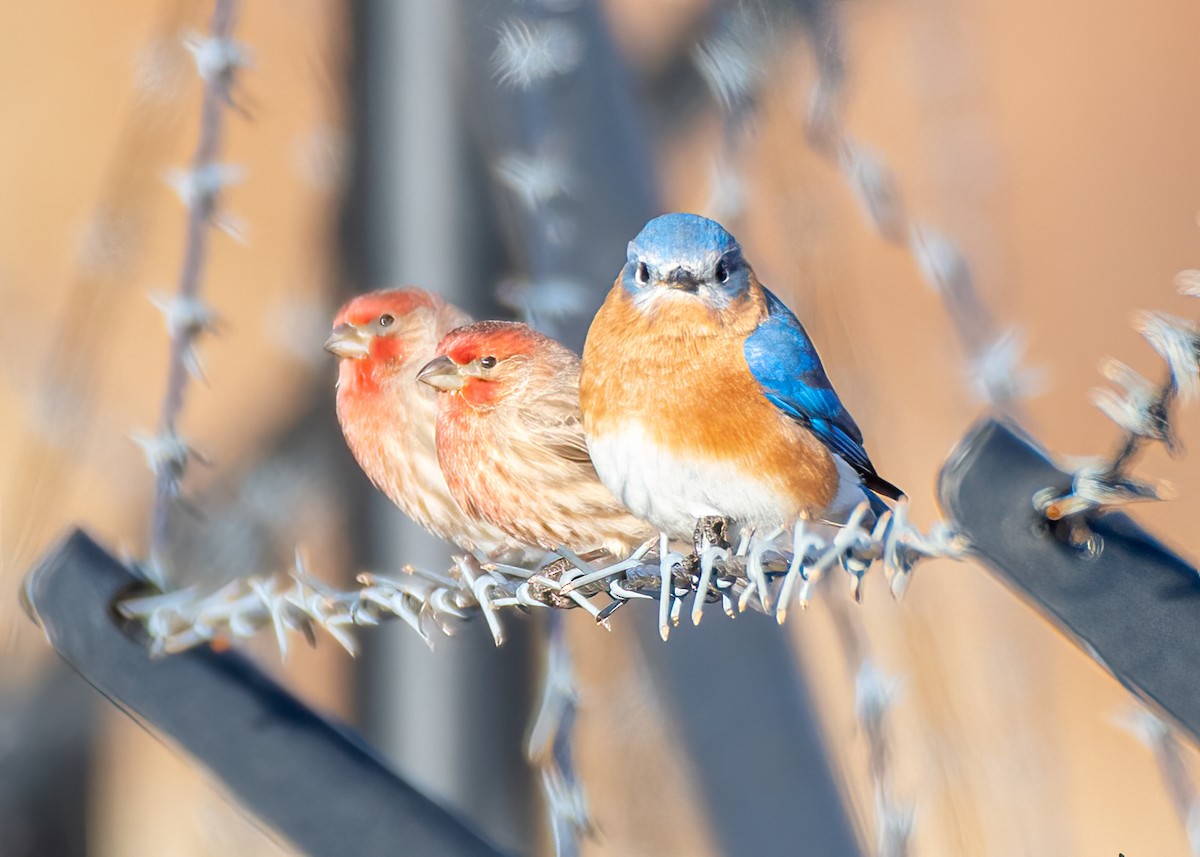Блакитник східний - ML647248889
