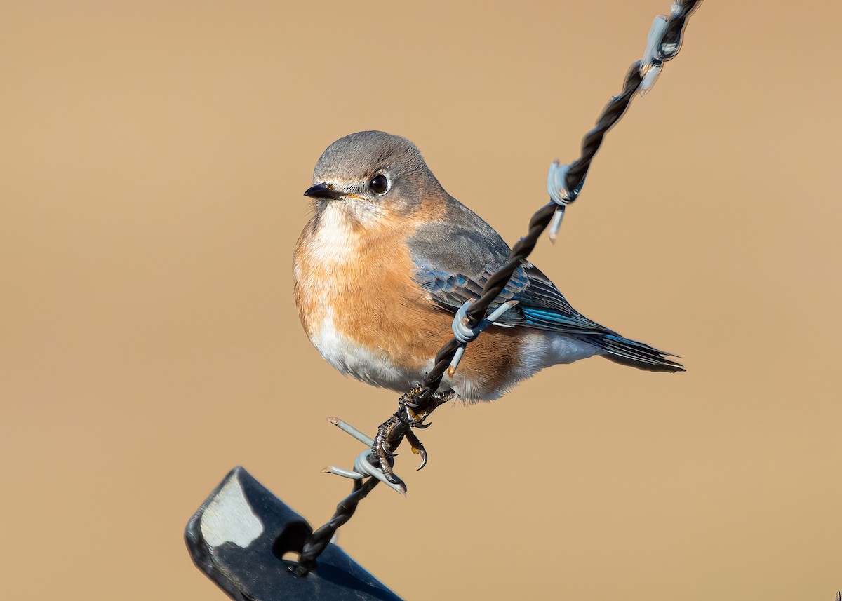 Блакитник східний - ML647248891