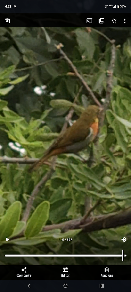 Guira Tanager - ML647248893