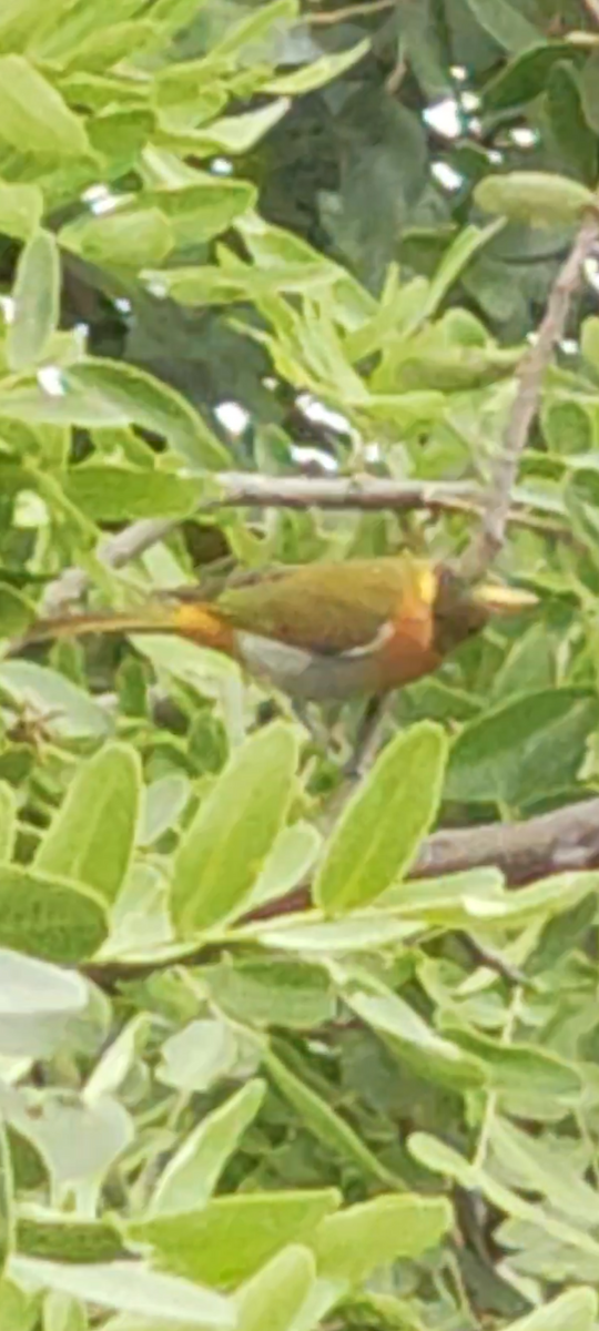 Guira Tanager - ML647248894