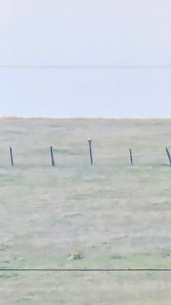 ケアシノスリ - ML647248896