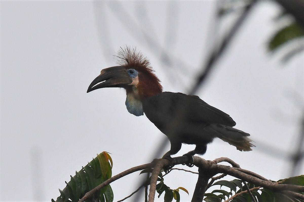 Black-casqued Hornbill - ML647248897