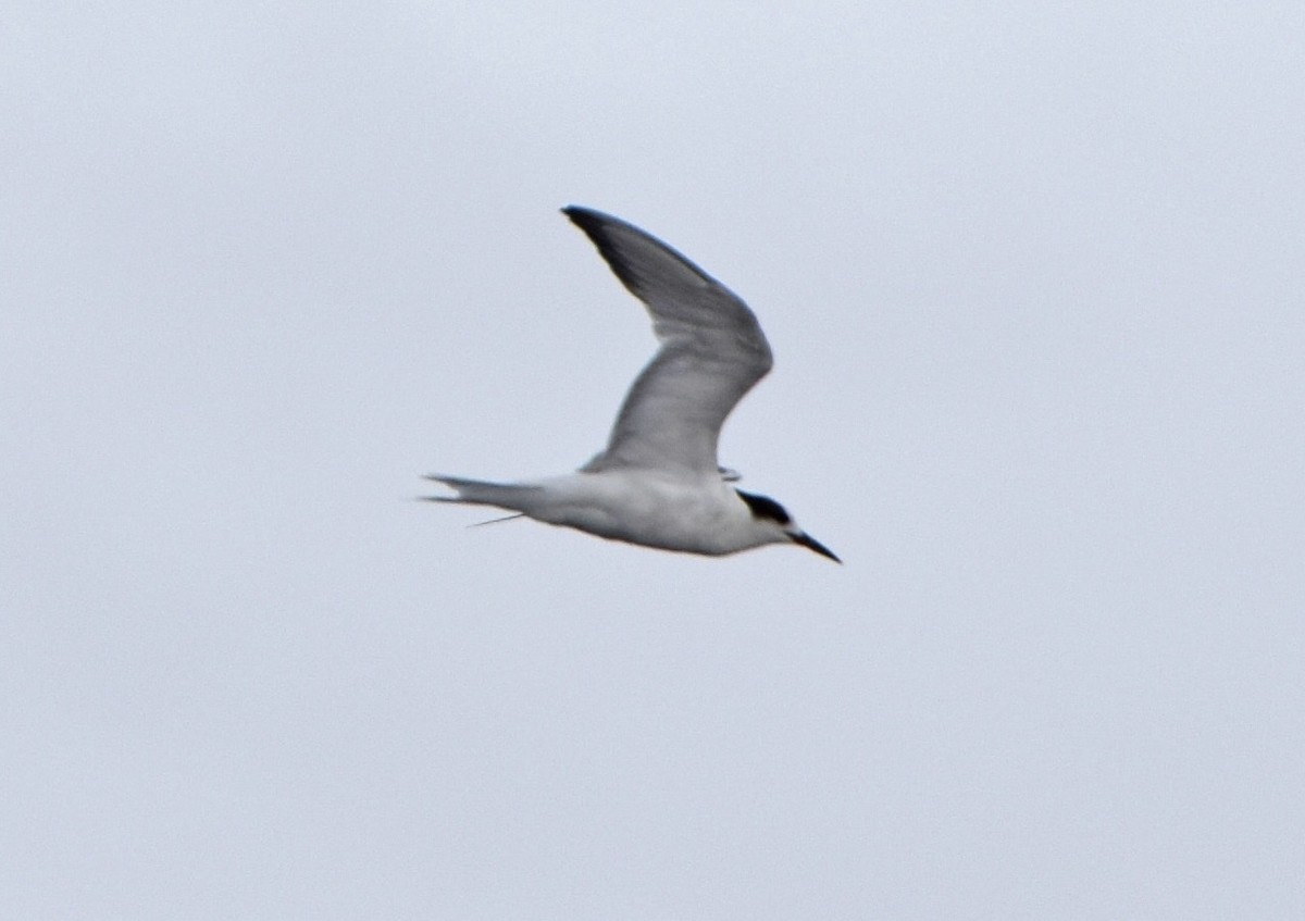 Common Tern - ML647248898