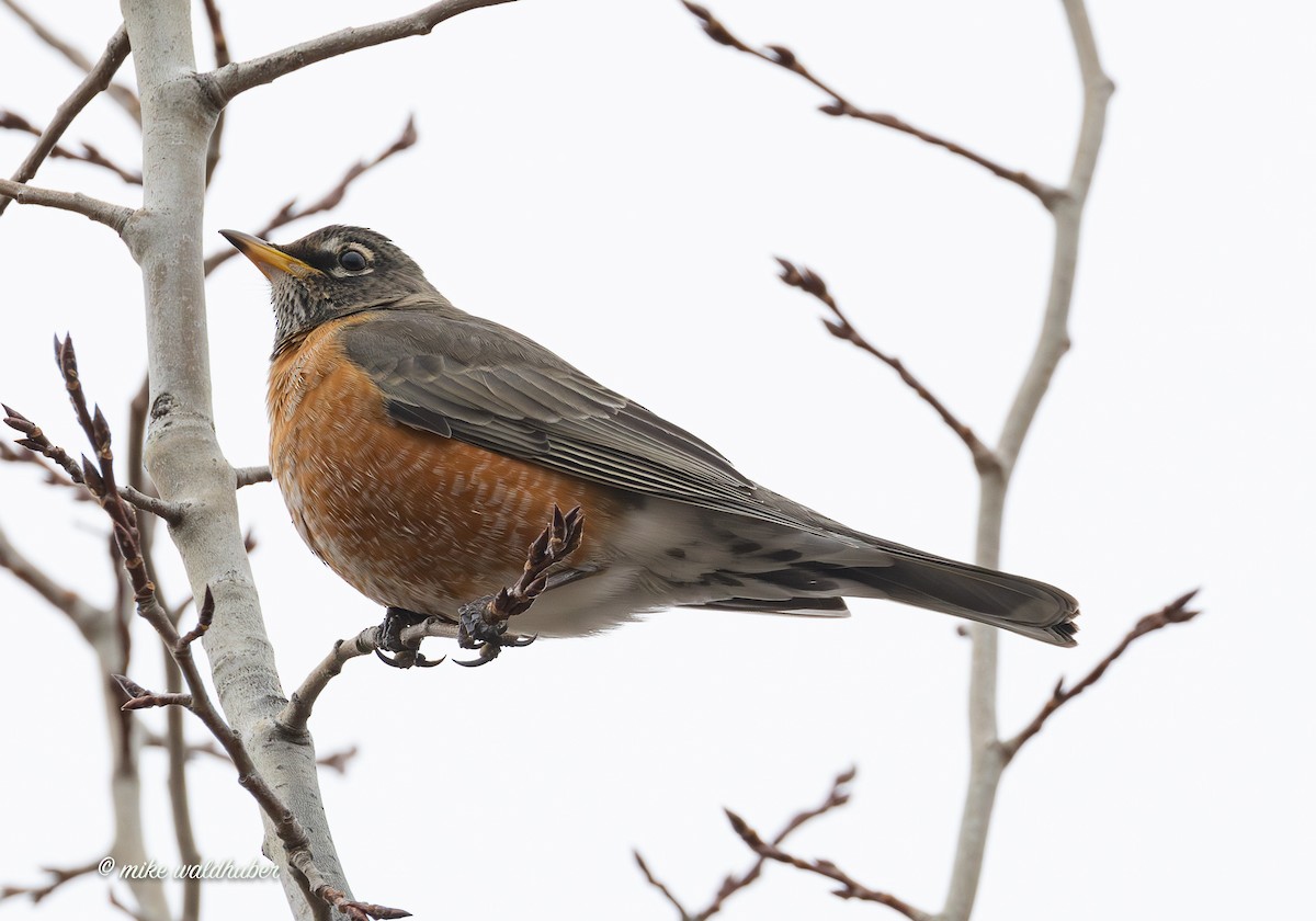 קיכלי נודד - ML647248905