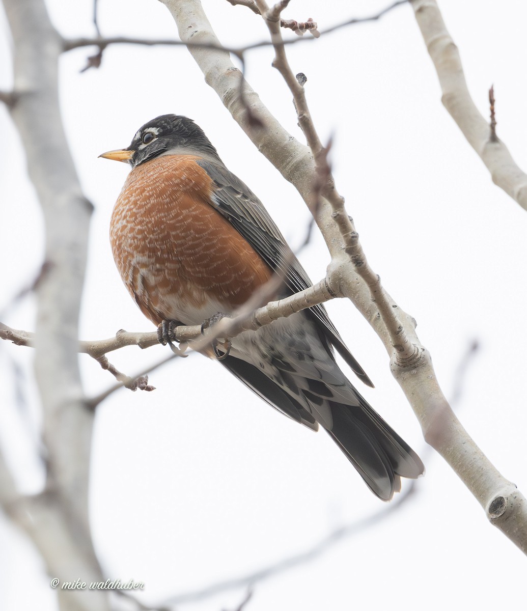 קיכלי נודד - ML647248906