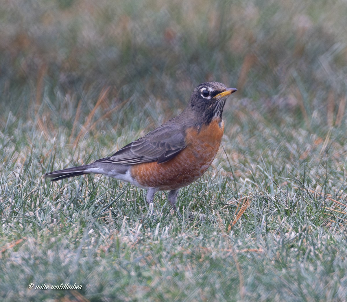 קיכלי נודד - ML647248907