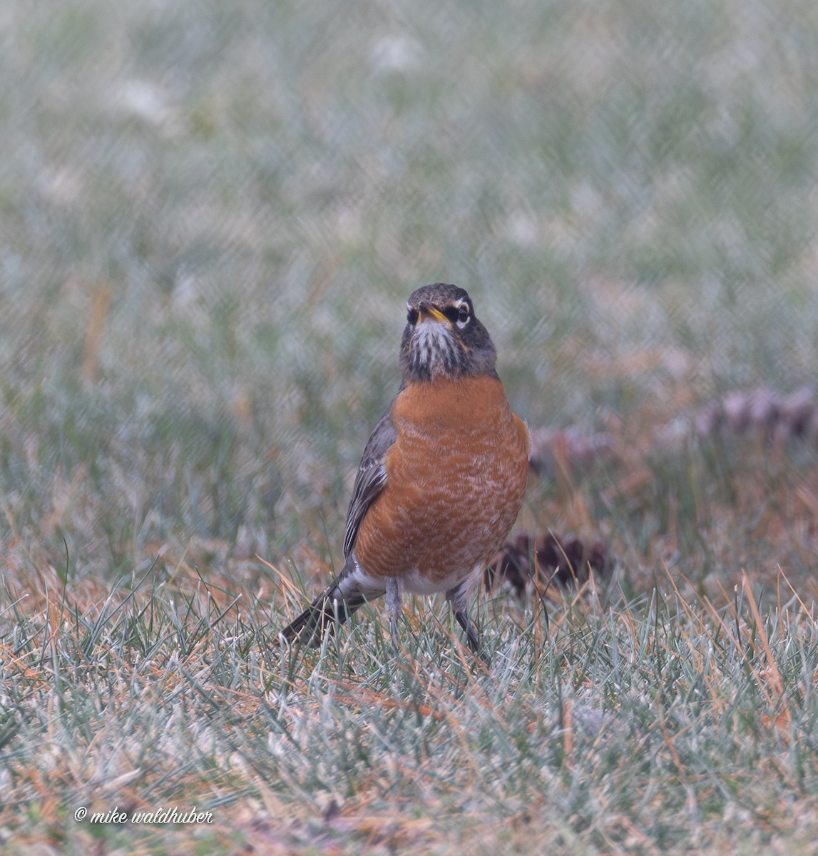 קיכלי נודד - ML647248908