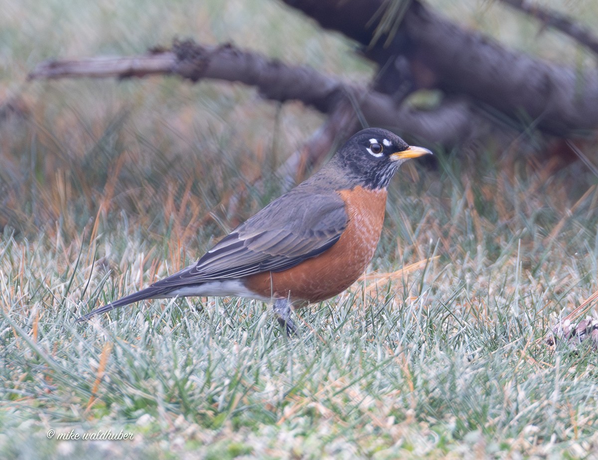 קיכלי נודד - ML647248909