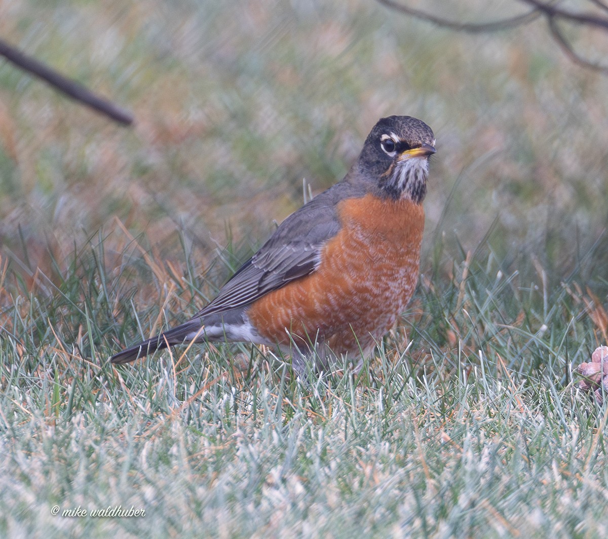 קיכלי נודד - ML647248910