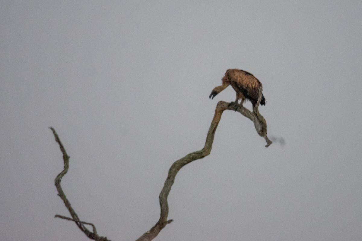 Buitre Dorsiblanco Africano - ML647248913