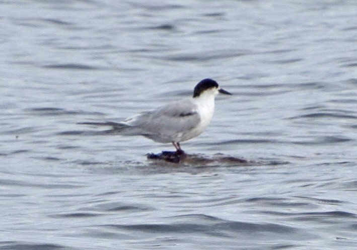 Common Tern - ML647248917