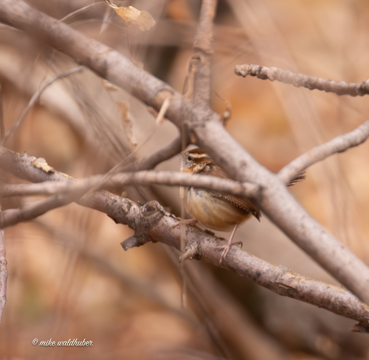 Carolina Wren - ML647248920
