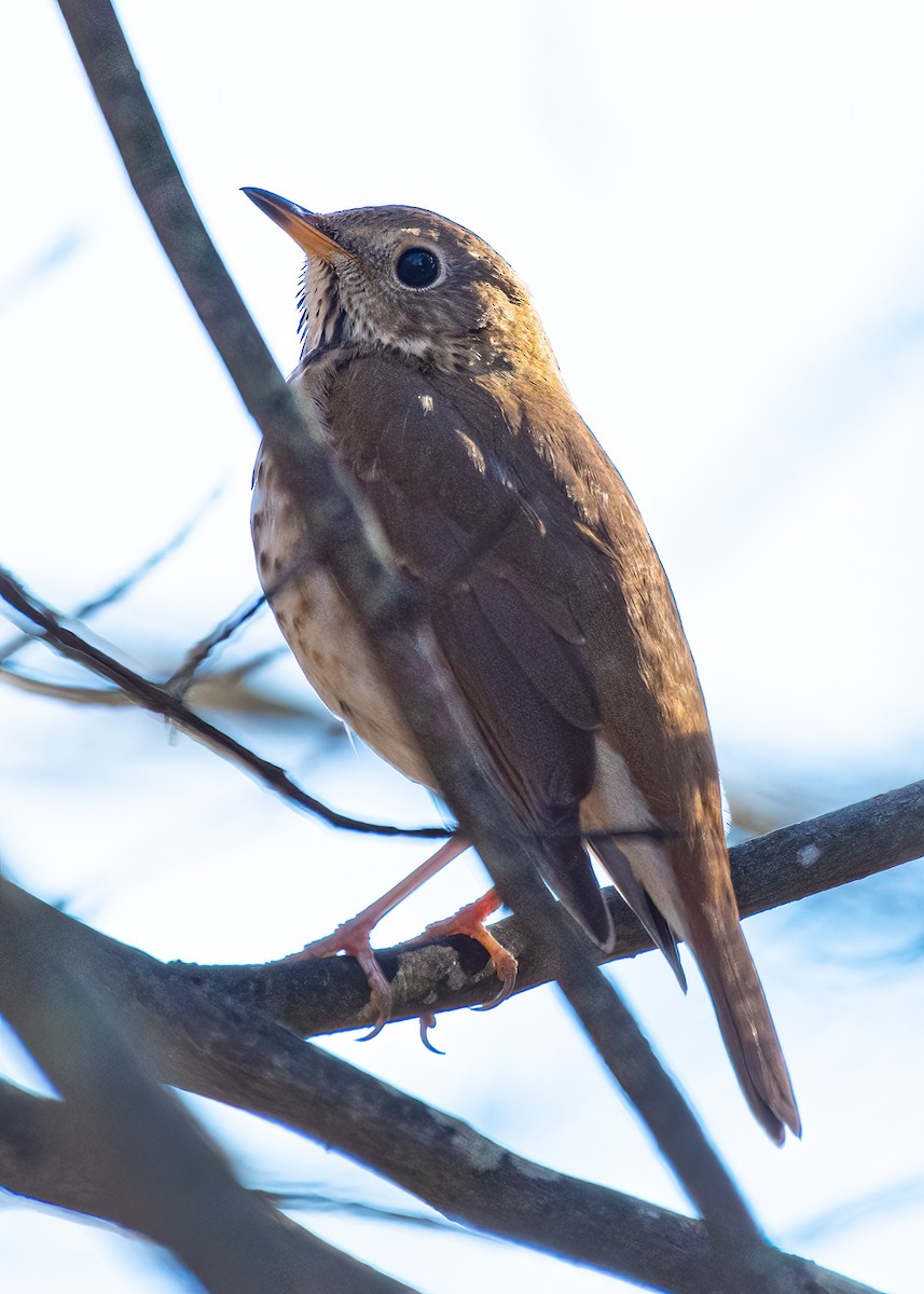 Дрізд-короткодзьоб плямистоволий - ML647248928