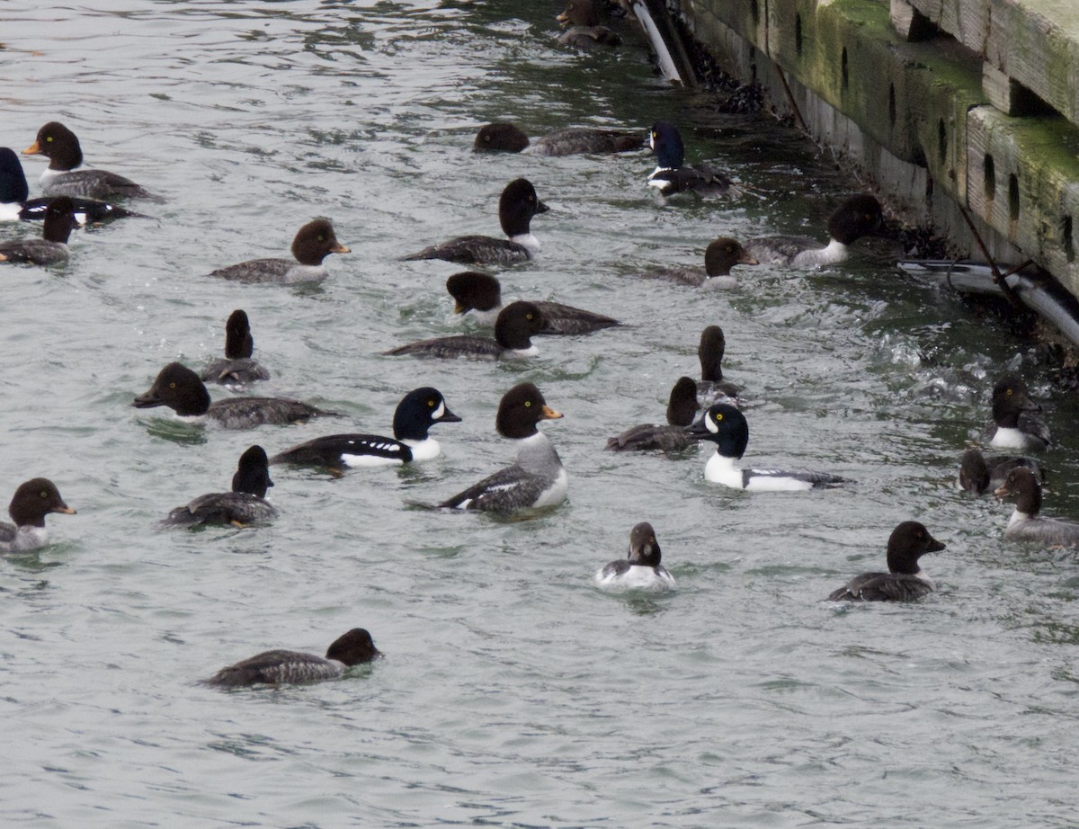 キタホオジロガモ - ML647248930