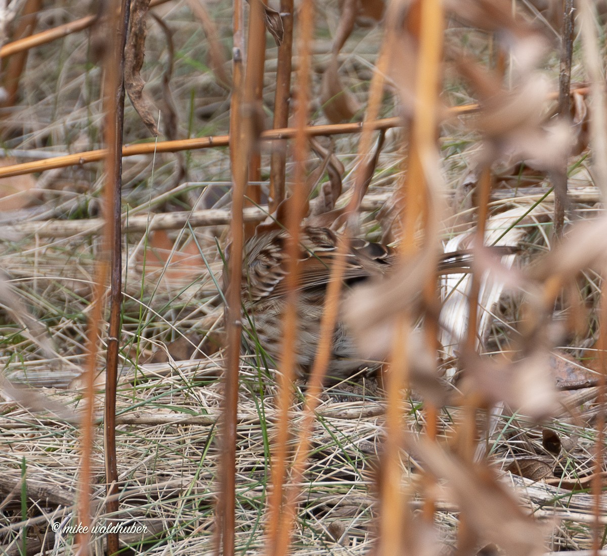 גיבתונית רוננת - ML647248931