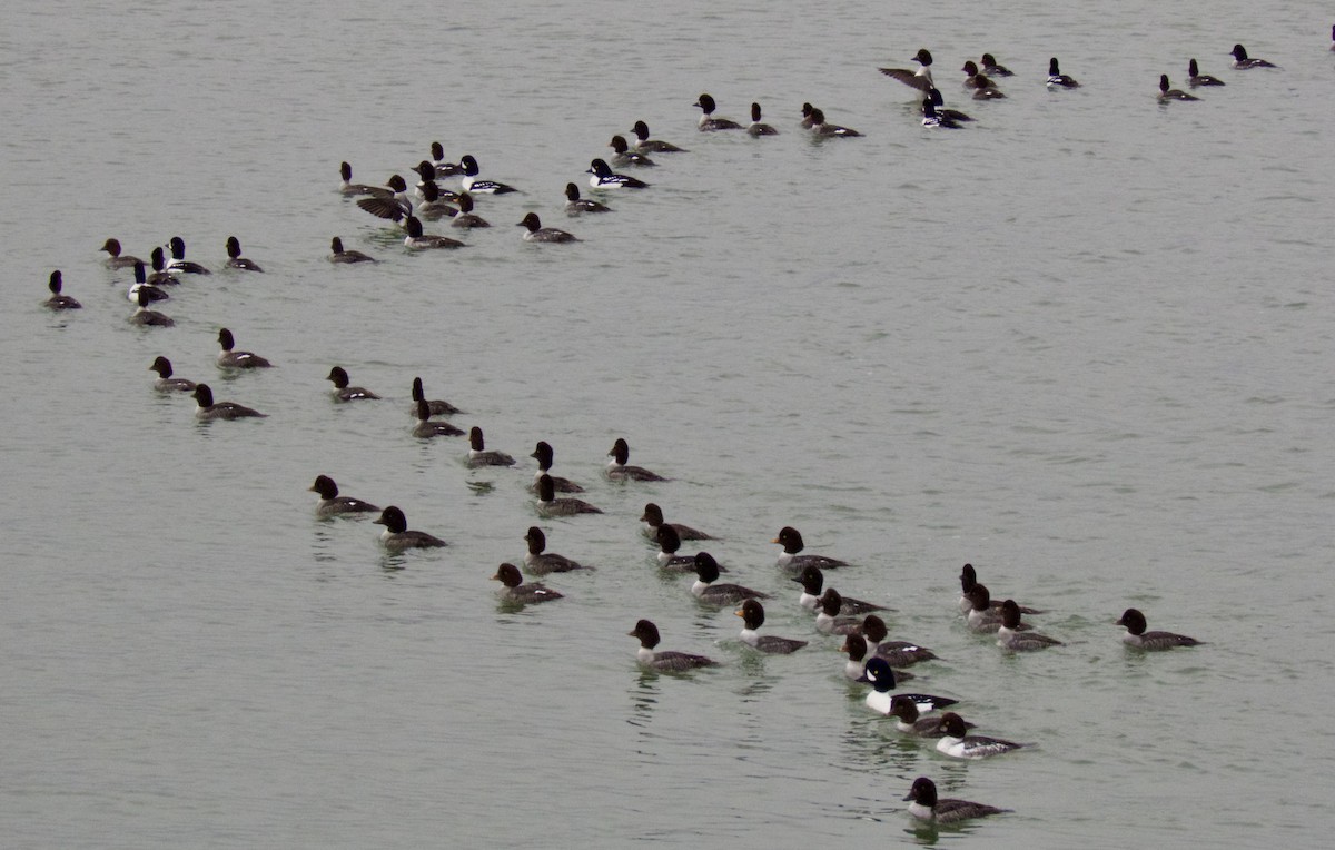 キタホオジロガモ - ML647248932