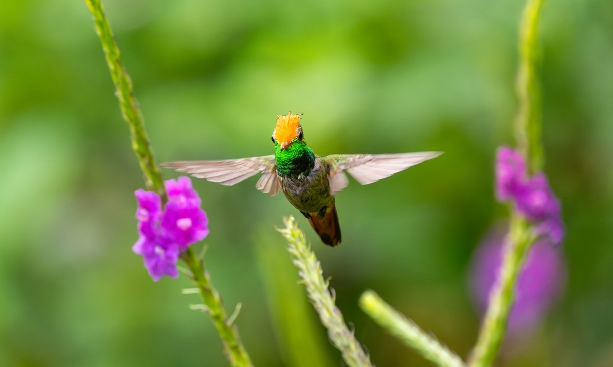 チャカザリハチドリ - ML647248937