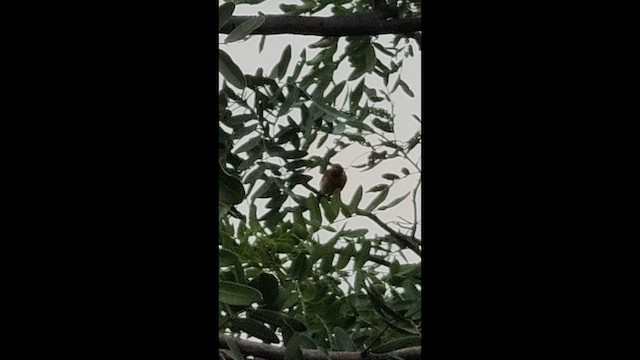 Guira Tanager - ML647248942