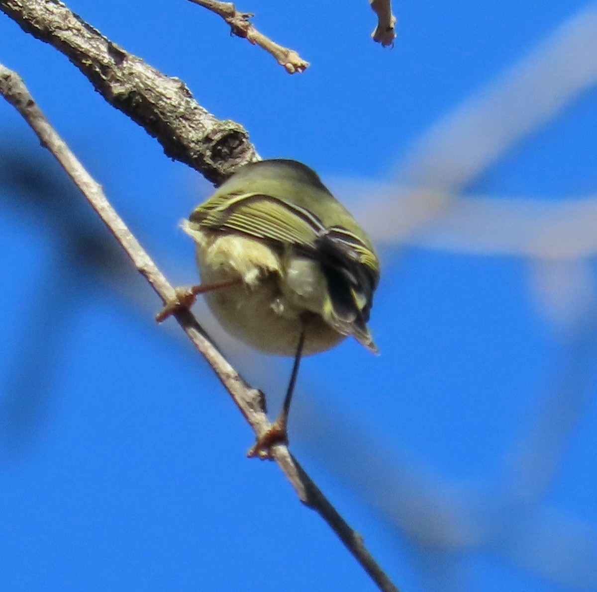 Ruby-crowned Kinglet - ML647248967