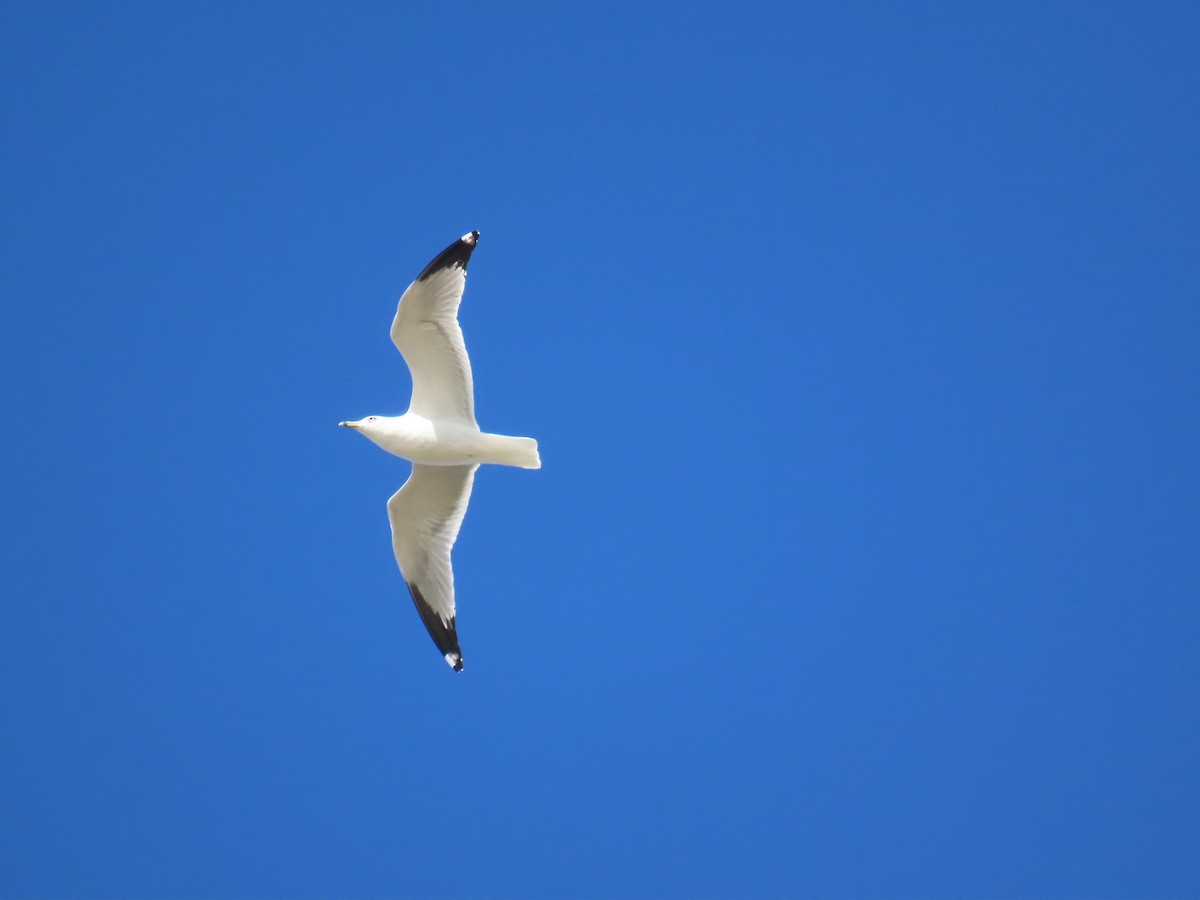 Ring-billed Gull - ML647248983