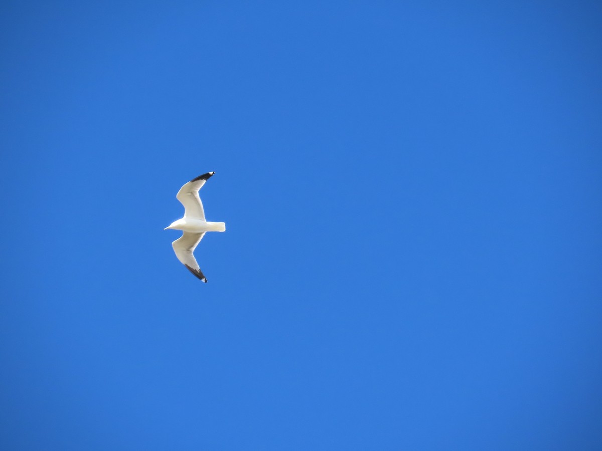 Ring-billed Gull - ML647248986