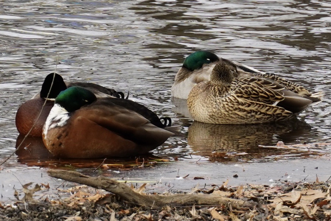 カモ亜科 - ML647248989