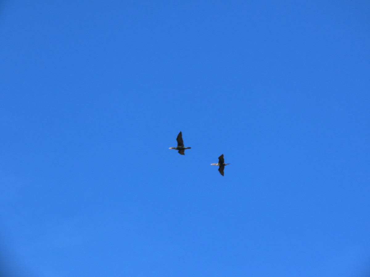 Double-crested Cormorant - ML647248991