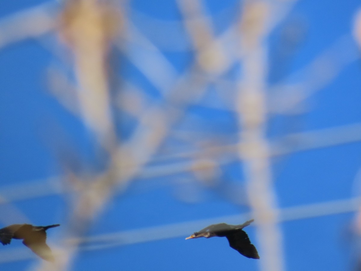 Double-crested Cormorant - ML647248994