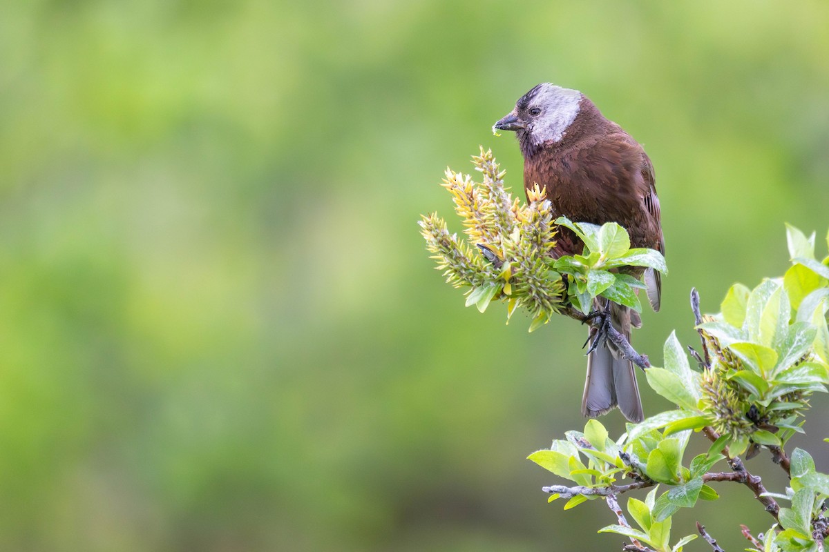 Gray-crowned Rosy-Finch (Aleutian and Kodiak Is.) - ML647249000
