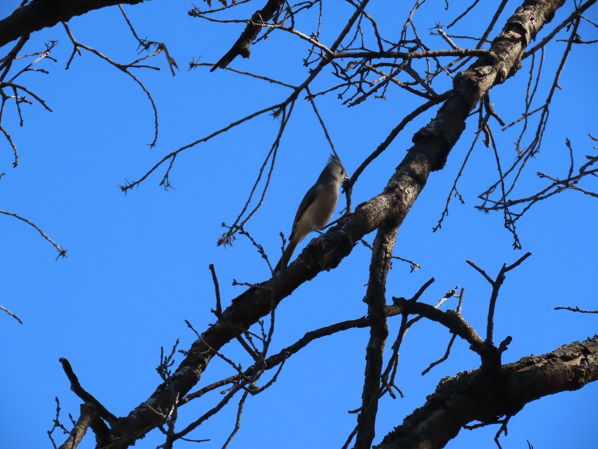 Tufted Titmouse - ML647249003