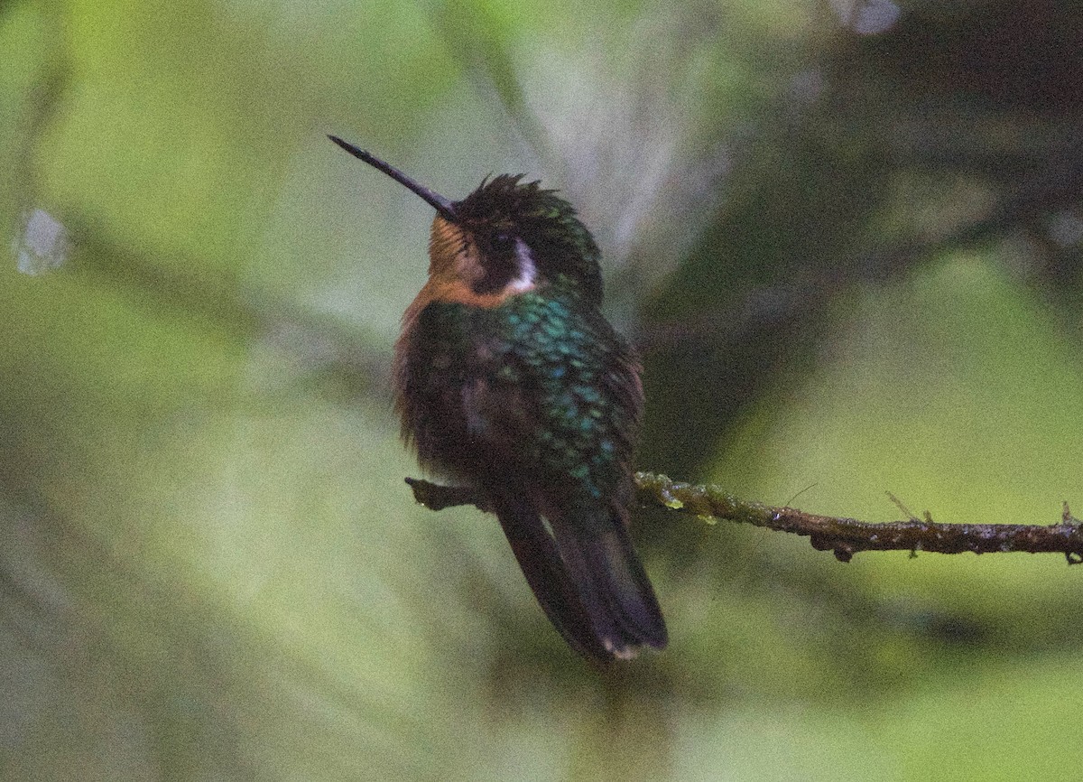 Purple-throated Mountain-gem - ML647249014